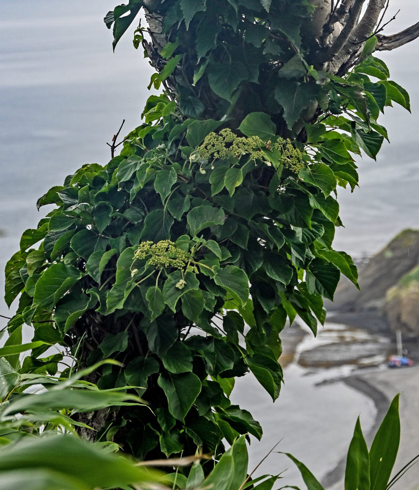 Image of Hydrangea petiolaris specimen.