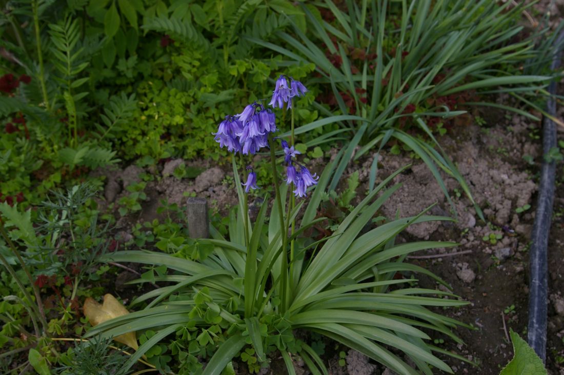 Изображение особи Hyacinthoides hispanica.