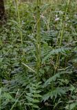 Valeriana officinalis