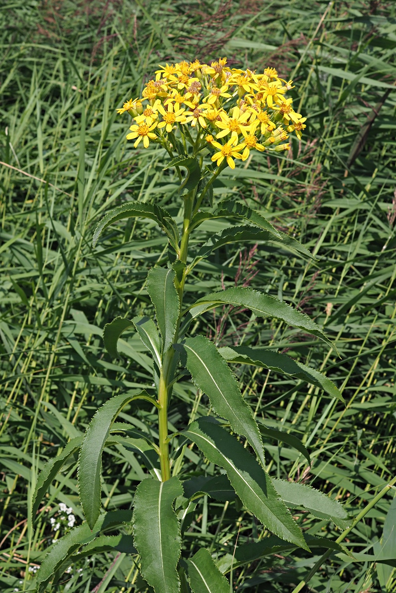 Изображение особи Senecio sarracenicus.