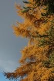 Larix sibirica. Ветви с хвоей в осенней окраске. Коми, г. Сыктывкар, посадка вдоль проспекта. 16.10.2010.