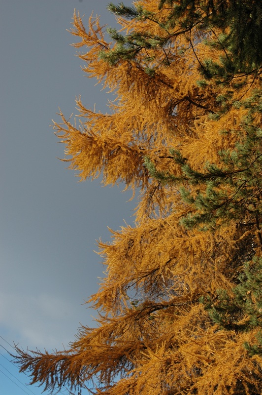 Image of Larix sibirica specimen.