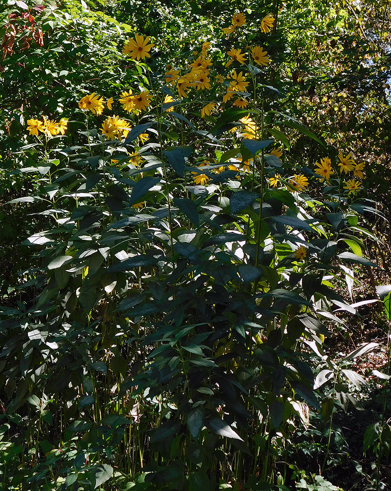 Изображение особи Helianthus tuberosus.