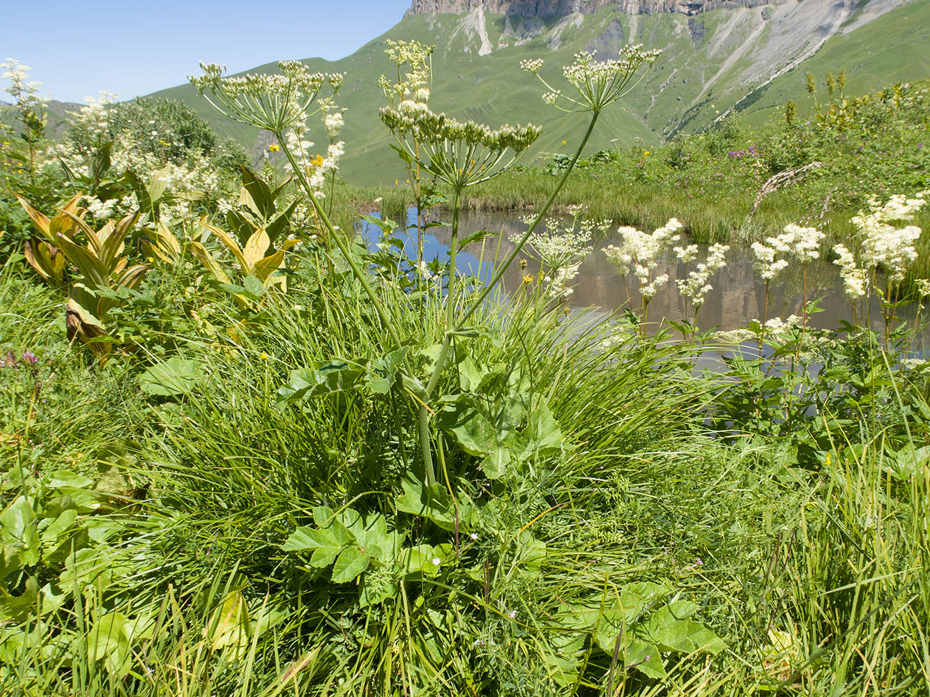 Изображение особи Heracleum asperum.