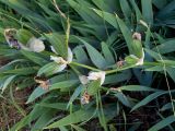 Iris pallida