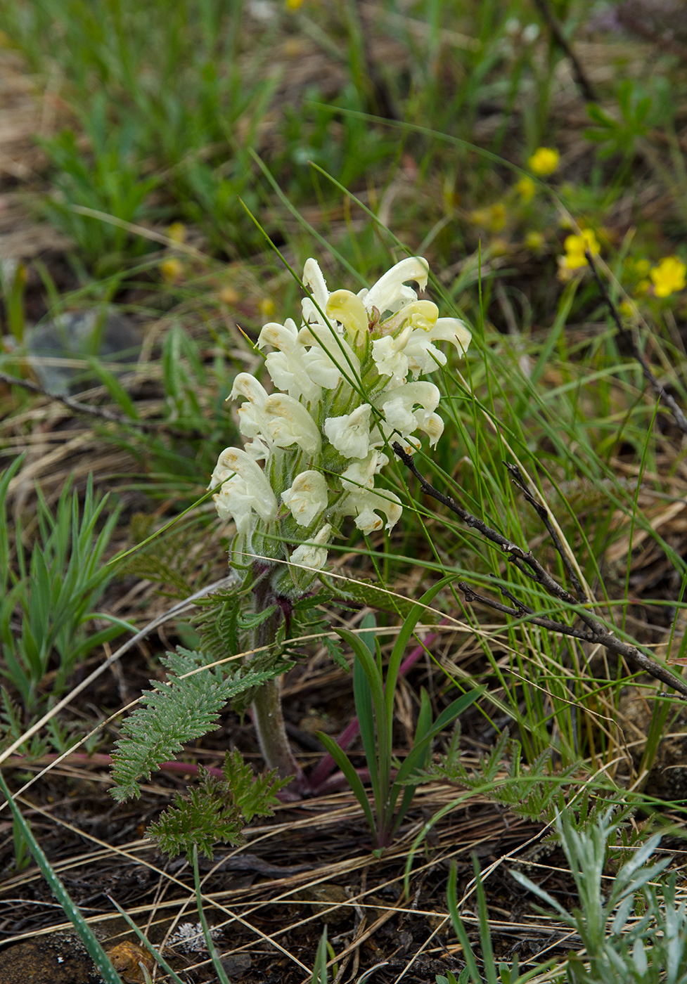 Image of Pedicularis sibirica specimen.
