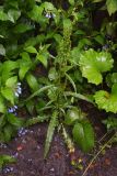род Rumex
