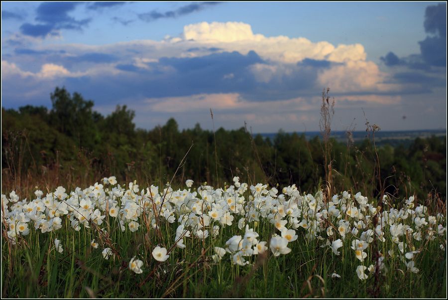 Изображение особи Anemone sylvestris.