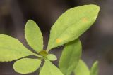 Berberis orientalis
