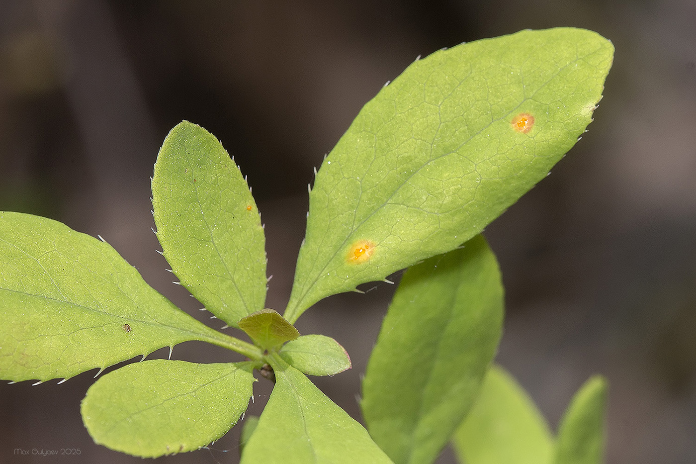 Image of Berberis orientalis specimen.