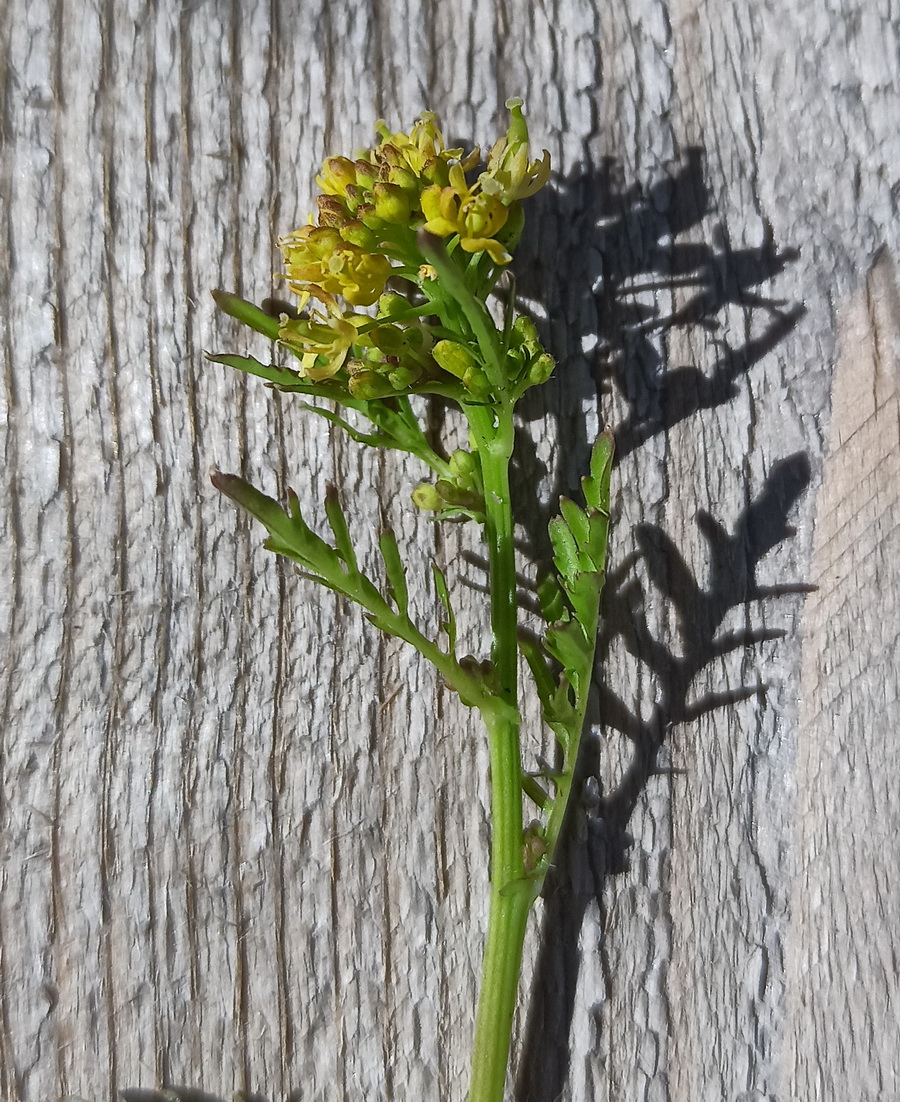 Image of genus Rorippa specimen.
