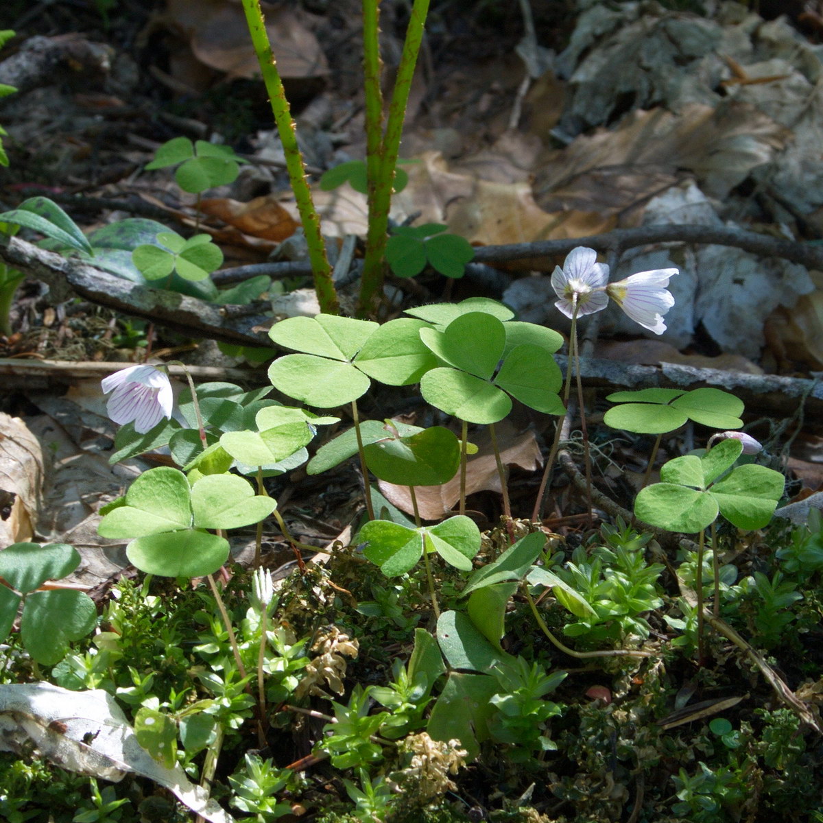 Изображение особи Oxalis acetosella.