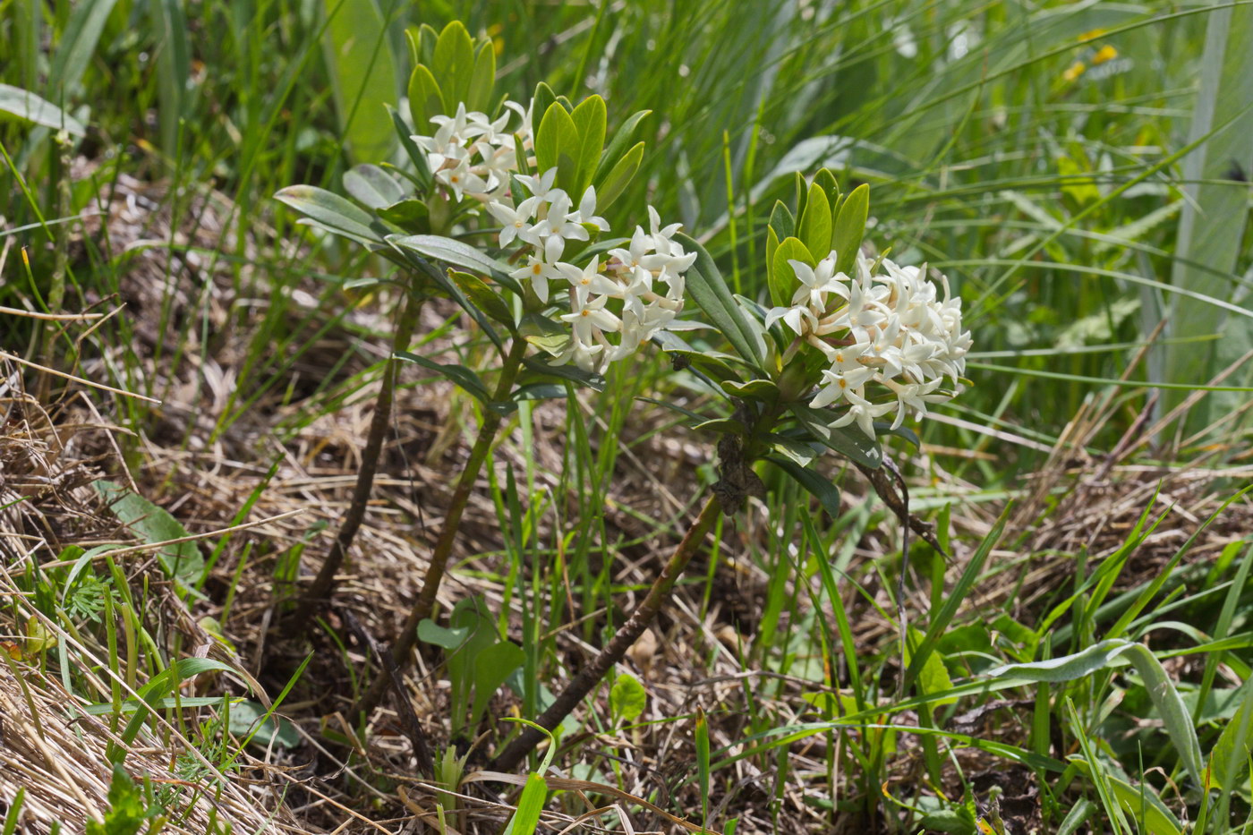Изображение особи Daphne glomerata.