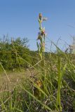 Ophrys apifera. Цветущие растения. Краснодарский край, Крымский р-н, окр. станицы Неберджаевская, ур. Темрючки, старый заброшенный мергелевый карьер, дно карьера, среди куртин Bothriochloa ischaemum. 06.06.2025.