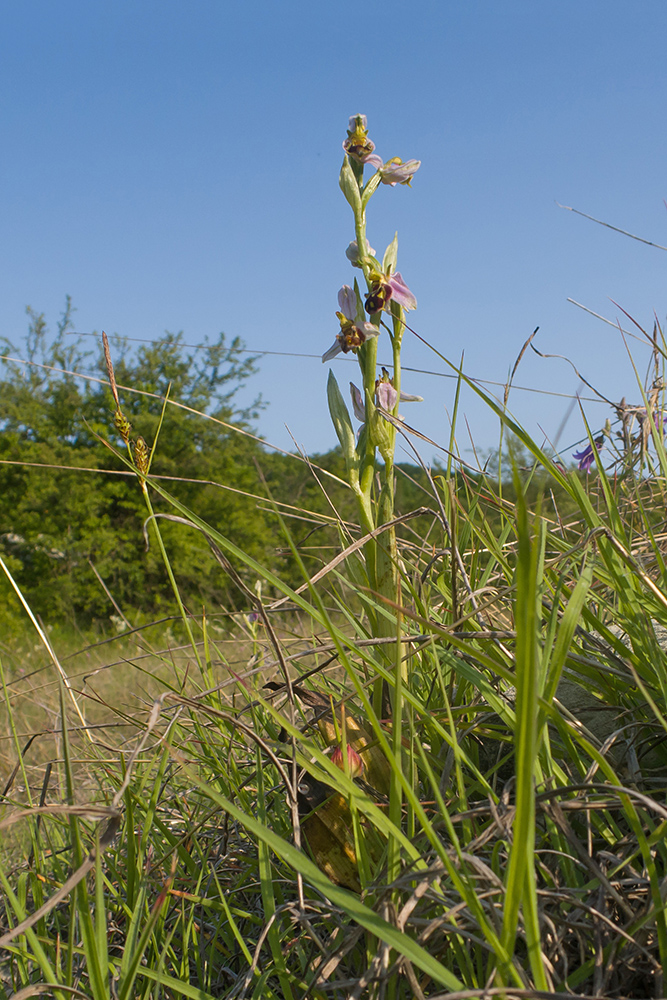 Image of Ophrys apifera specimen.