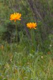 Trollius asiaticus