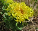 Rhodiola rosea. Соцветие. Коми, Интинский р-н, пос. Желанный, Приполярный Урал, долина р. Балбанью. 06.07.2010.