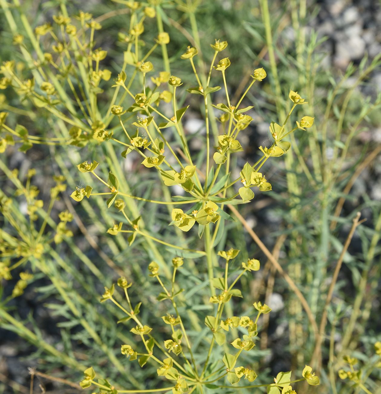 Изображение особи род Euphorbia.