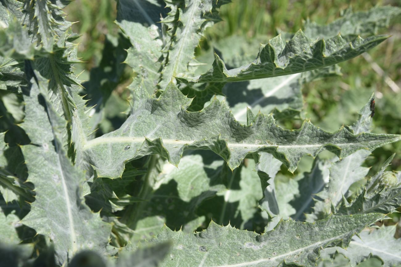 Image of Unknown species specimen.