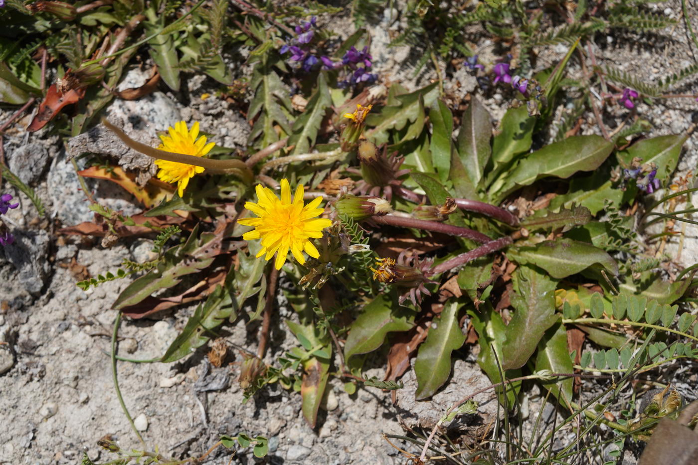Image of genus Taraxacum specimen.