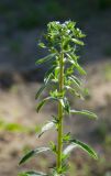 Lappula squarrosa