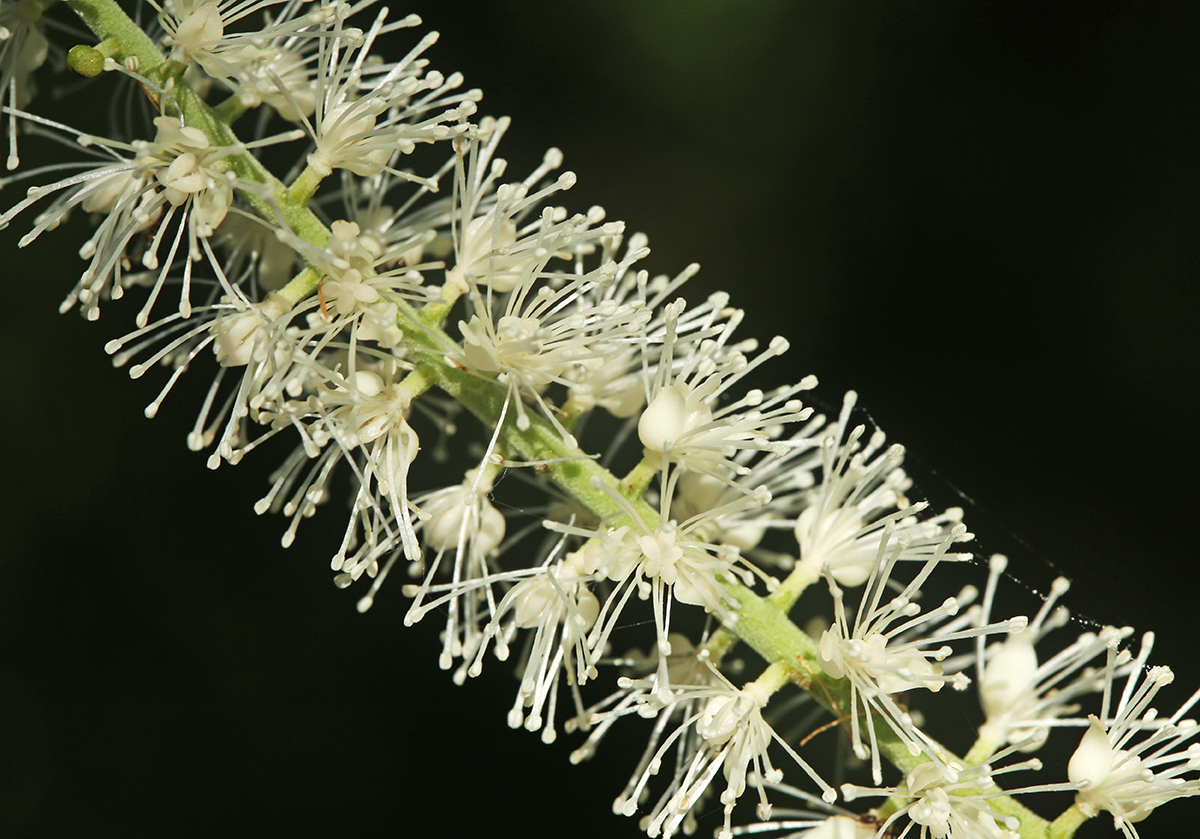 Изображение особи Cimicifuga heracleifolia.