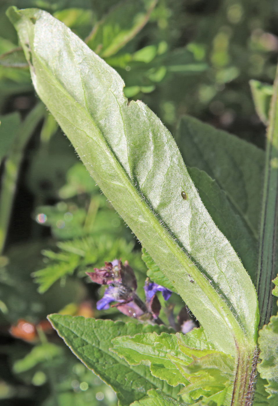 Image of Tephroseris integrifolia specimen.