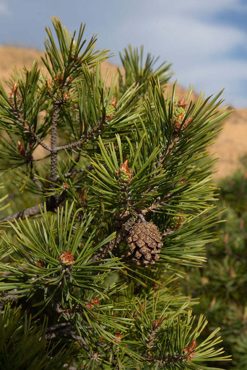 Image of Pinus sylvestris specimen.