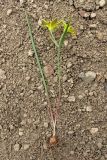 Gagea artemczukii. Выкопанное цветущее растение. Восточный Крым, хр. Биюк-Янышар. 6 апреля 2011 г.