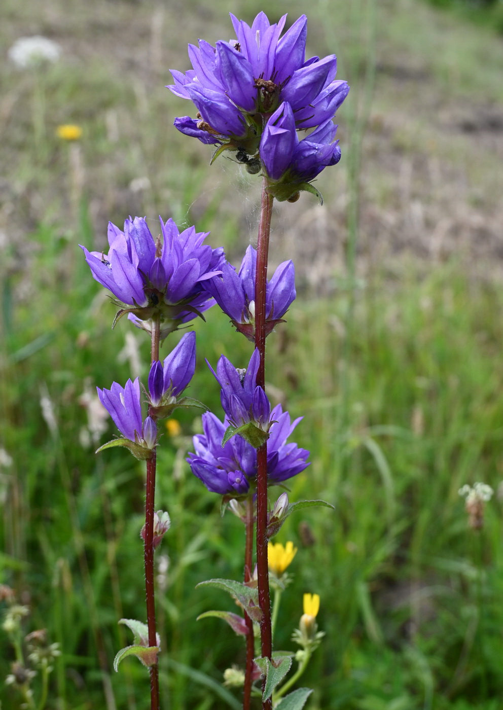 Изображение особи Campanula glomerata.
