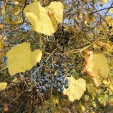 Vitis gmelinii. Созревшие соплодия и листья в осенней окраске. Краснодарский край, м/о г. Новороссийск, окр. хутора Большие Хутора, опушка леса. 25.10.2025.