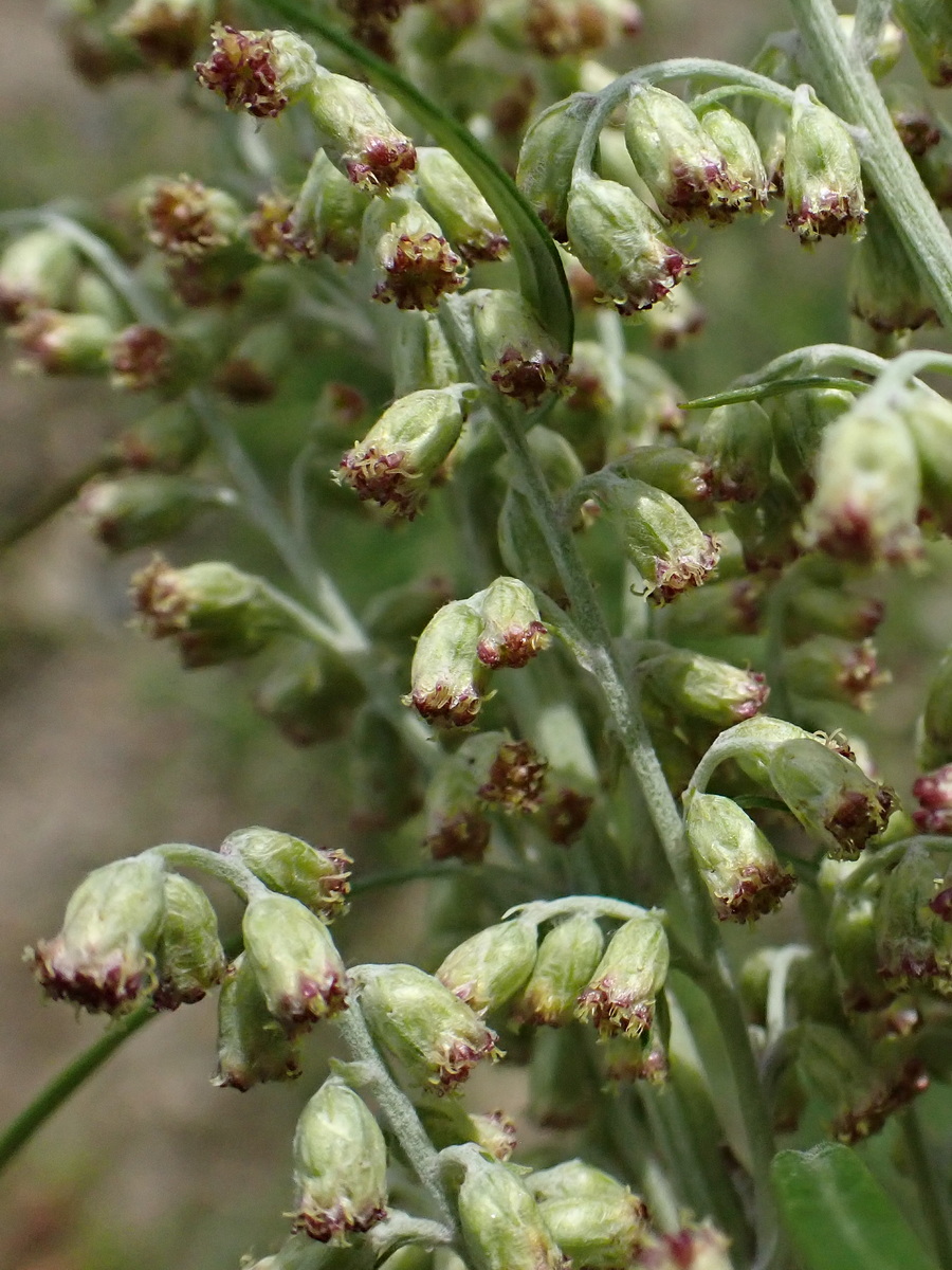 Изображение особи род Artemisia.