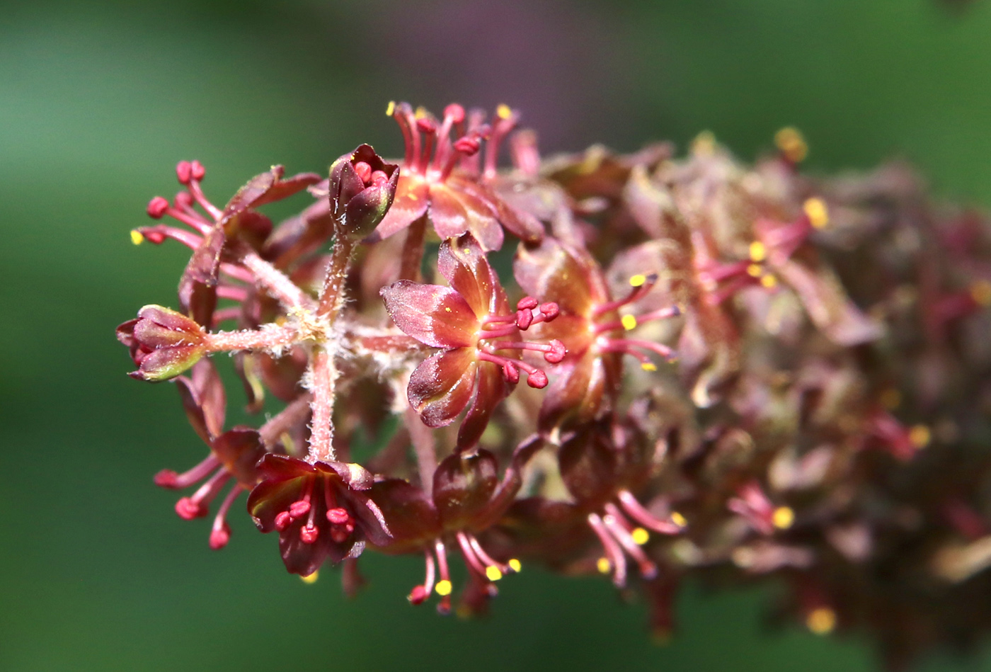 Изображение особи Veratrum nigrum.