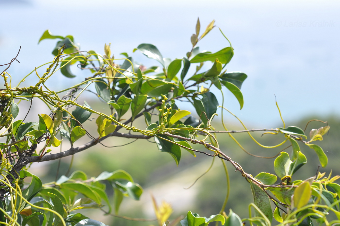 Image of Cassytha filiformis specimen.