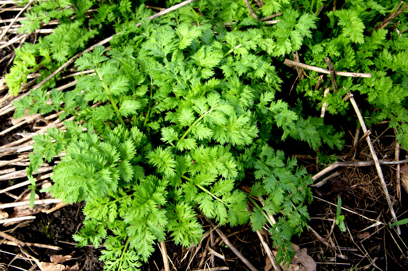 Image of Pyrethrum coccineum specimen.