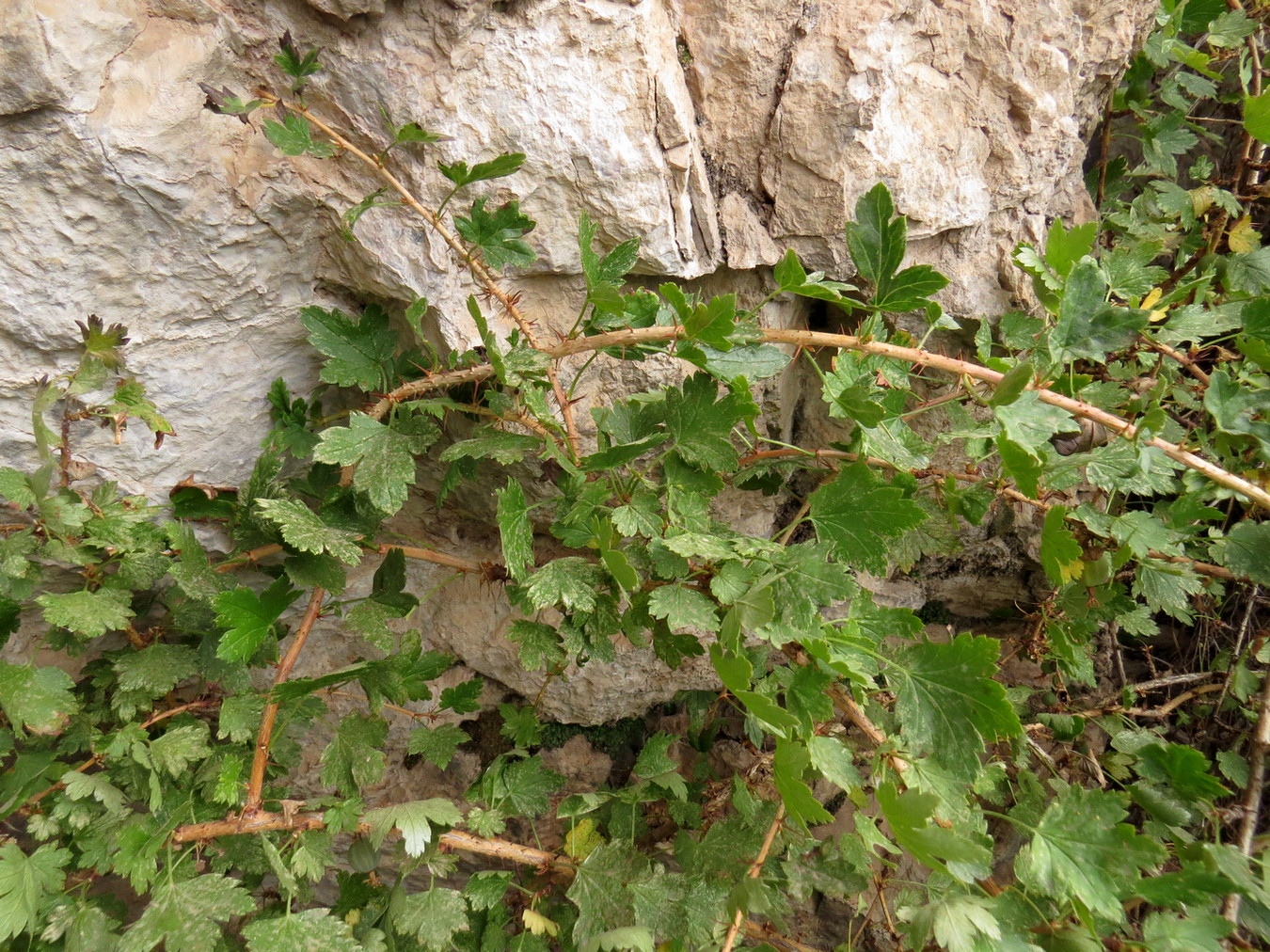 Image of Grossularia acicularis specimen.
