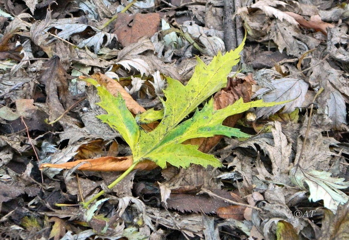 Image of Acer saccharinum specimen.