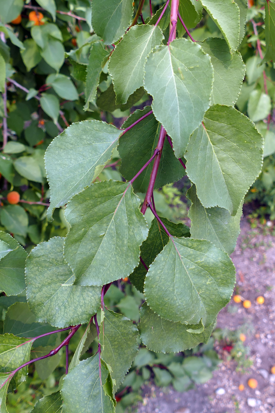 Image of Armeniaca vulgaris specimen.