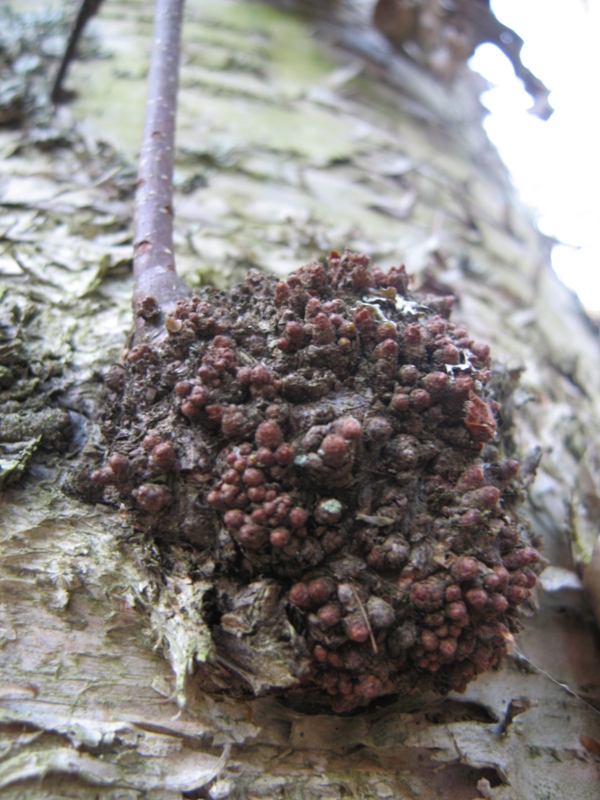 Изображение особи Betula pubescens.