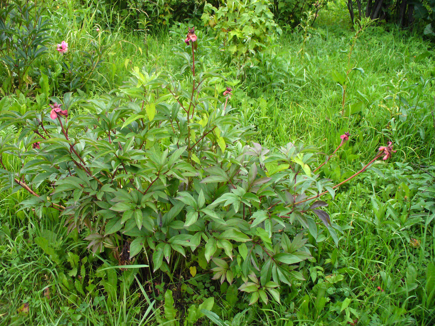Image of Paeonia lactiflora specimen.