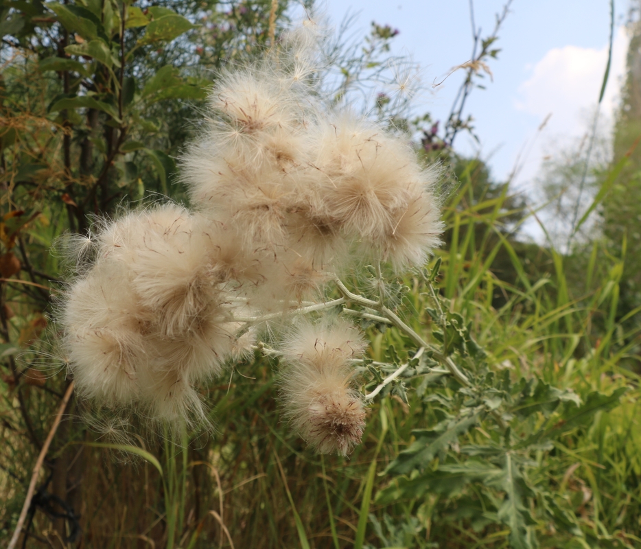 Изображение особи род Lactuca.