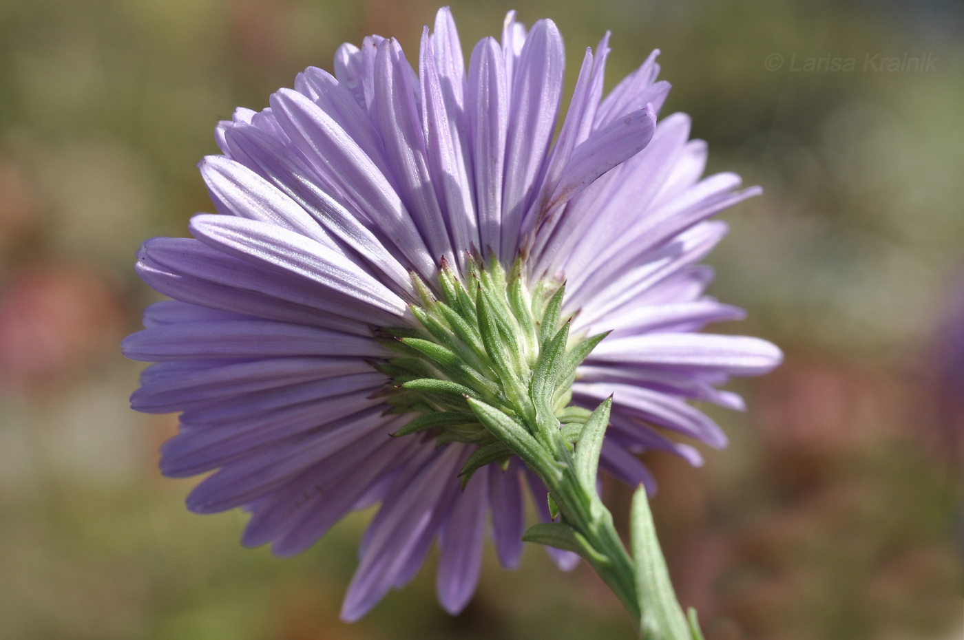 Изображение особи род Symphyotrichum.