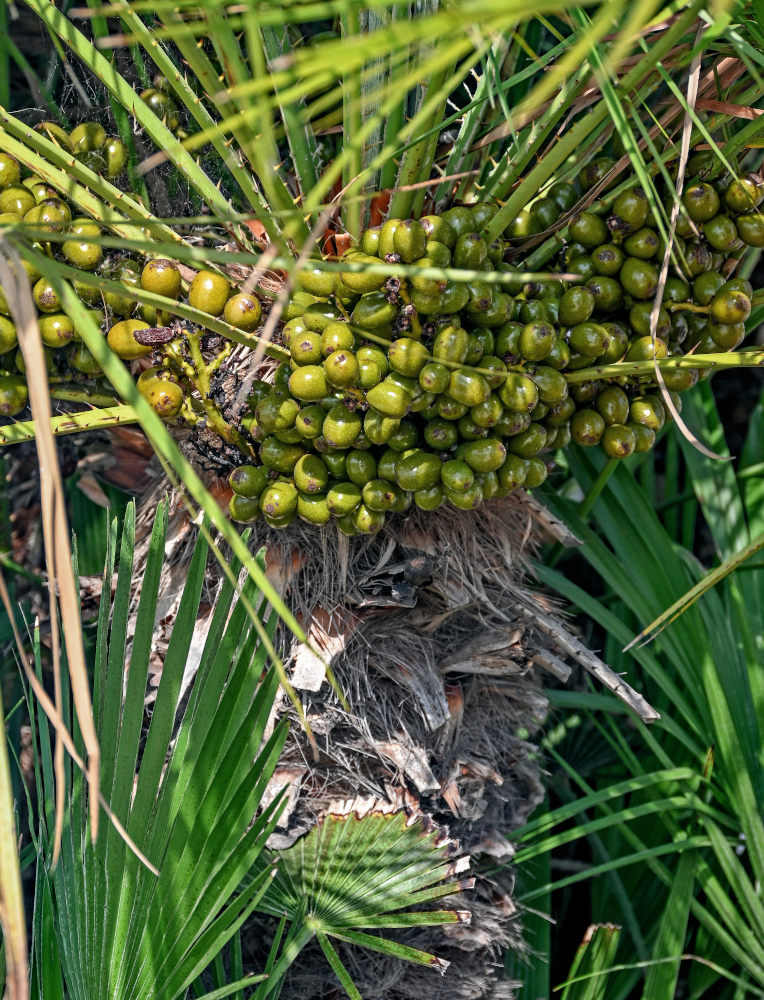 Image of Chamaerops humilis specimen.