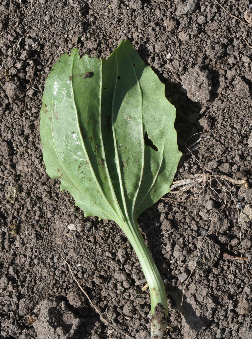 Изображение особи Plantago major.