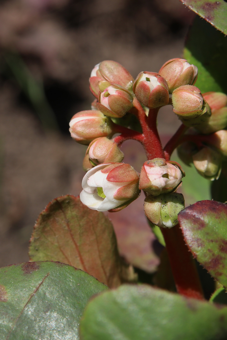Image of Bergenia hissarica specimen.