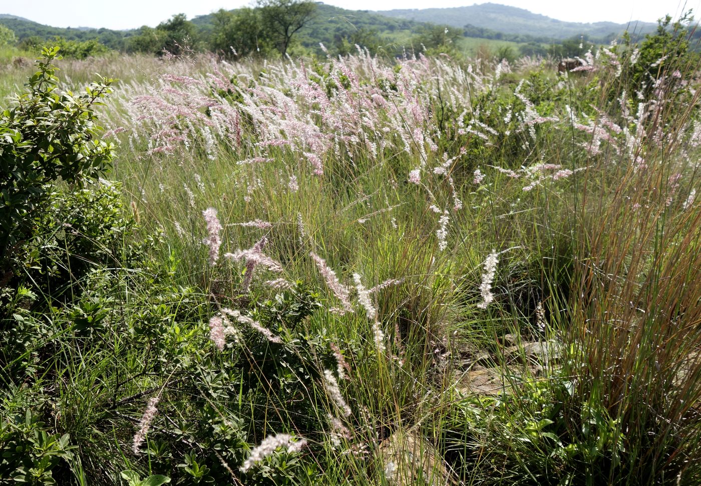 Изображение особи Melinis nerviglumis.