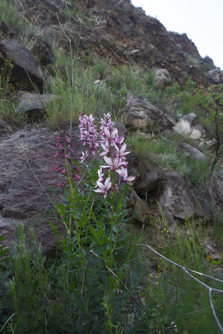 Image of Dictamnus caucasicus specimen.