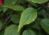 Malvaviscus penduliflorus. Лист. Турция, пров. Анталья, г. Анталья, парк \"Верхний Дюденский водопад\", в культуре. 07.01.2026.