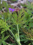 Смотреть изображение Erodium stephanianum
