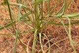Tragopogon dubius